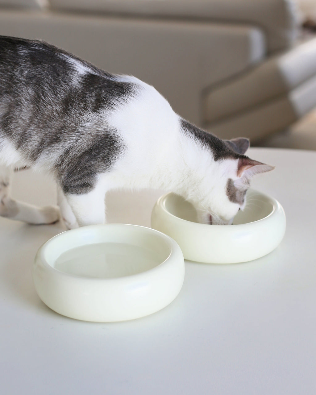 Catenary Halo Ceramic Pet Bowl