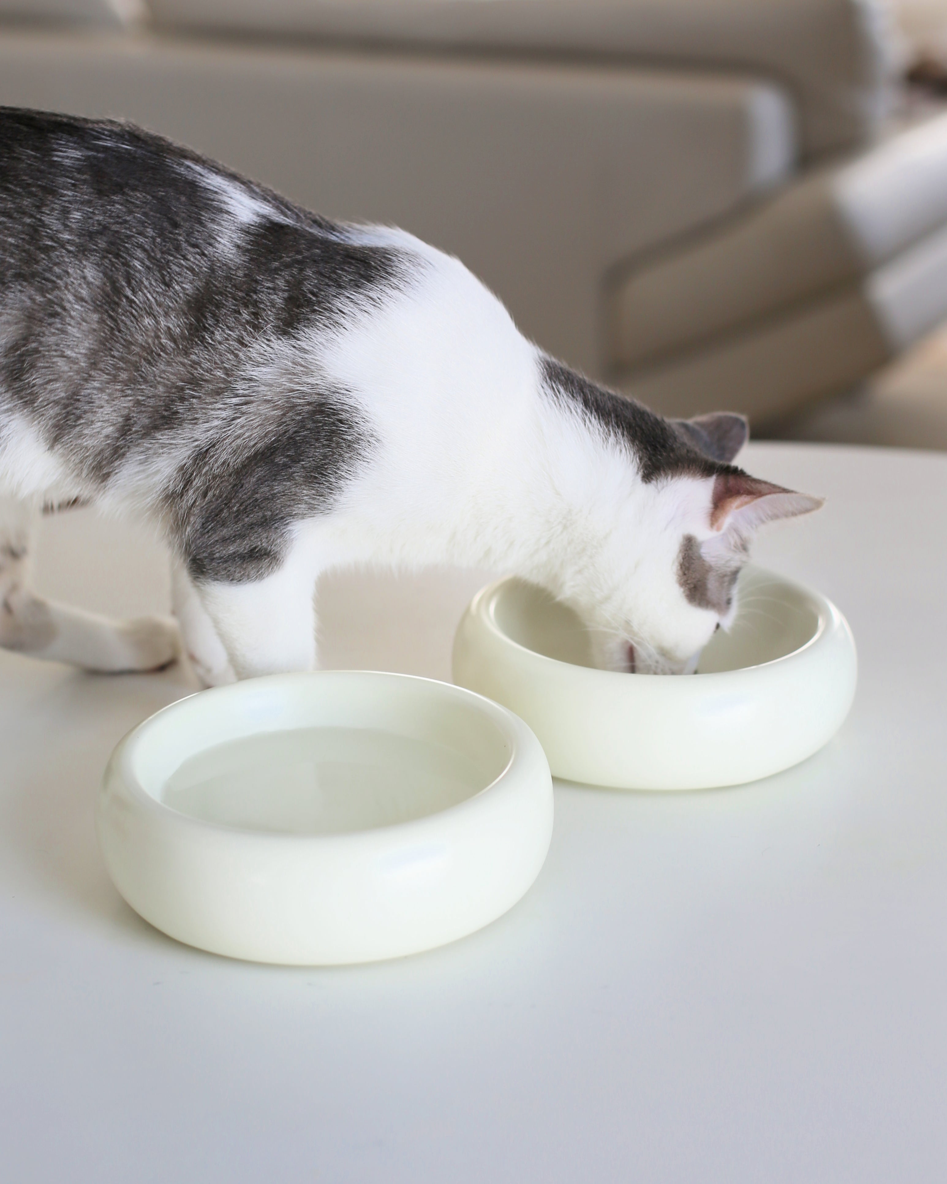 Catenary Halo Ceramic Pet Bowl
