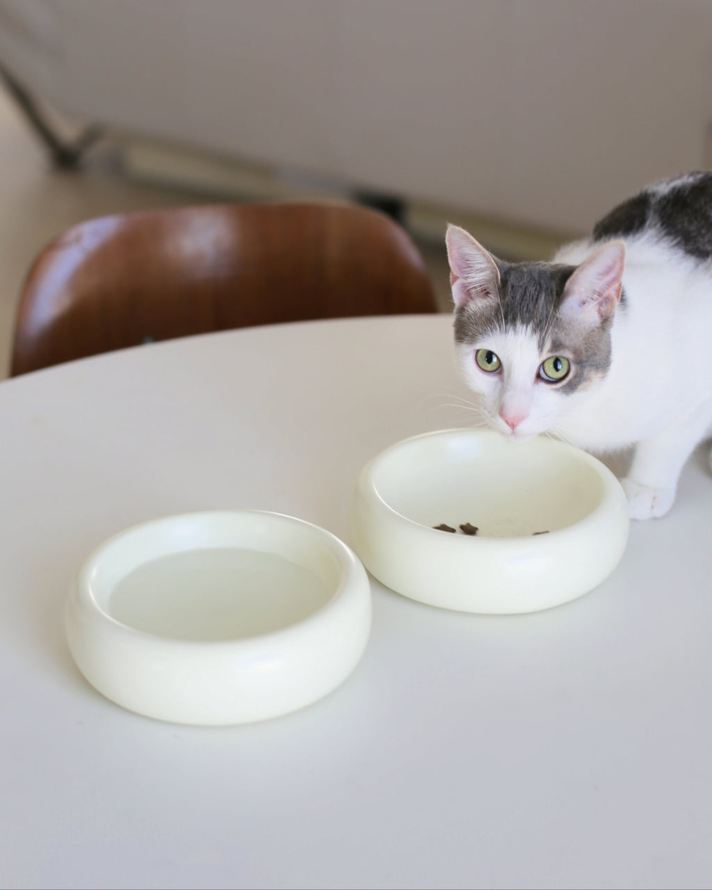 Catenary Halo Ceramic Pet Bowl