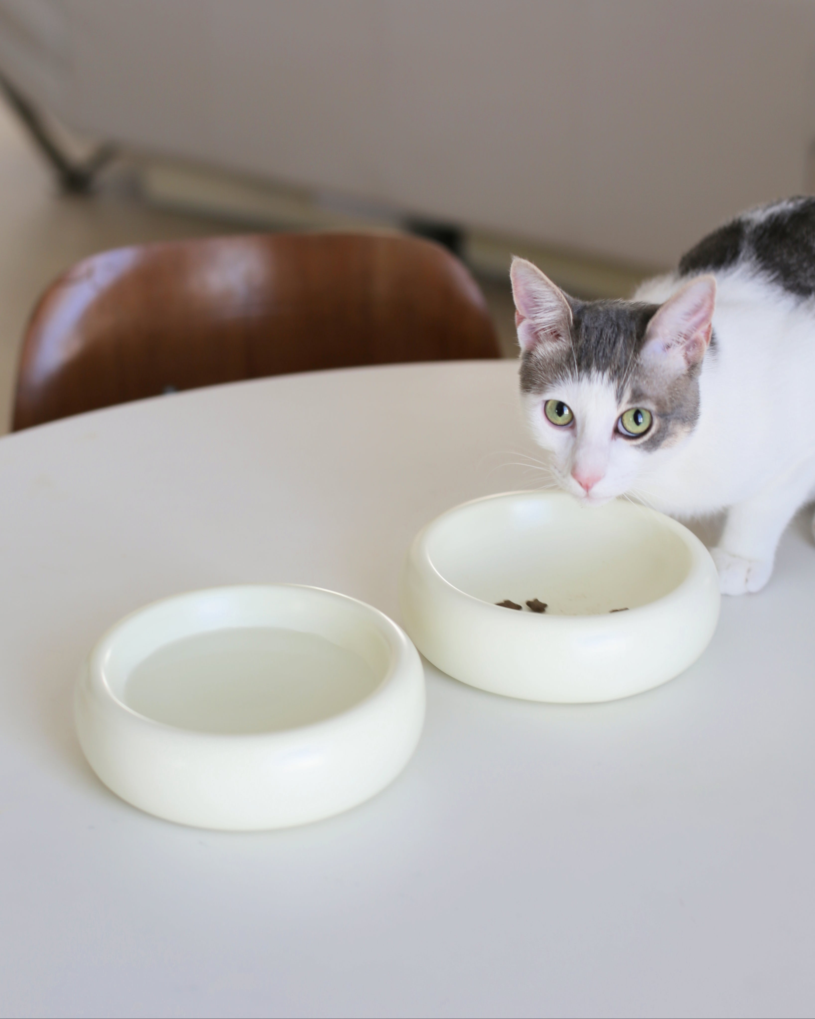 Catenary Halo Ceramic Pet Bowl