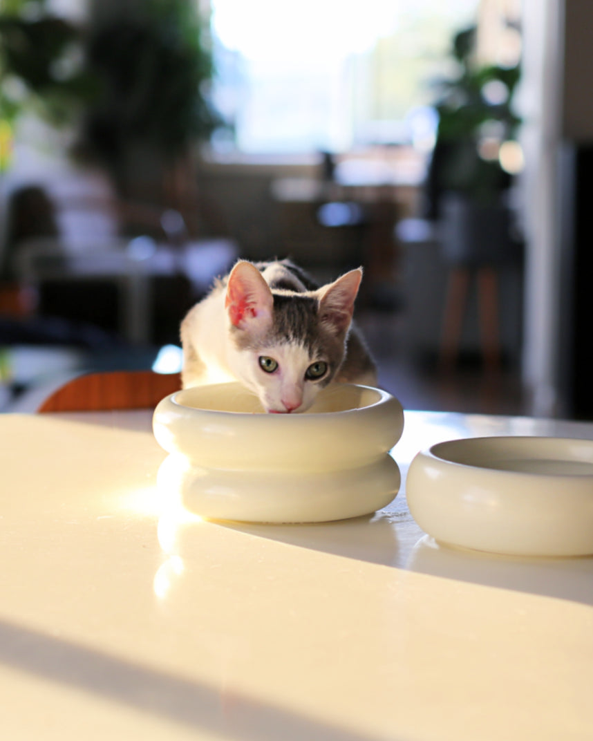 Catenary Halo Elevated Pet Bowl