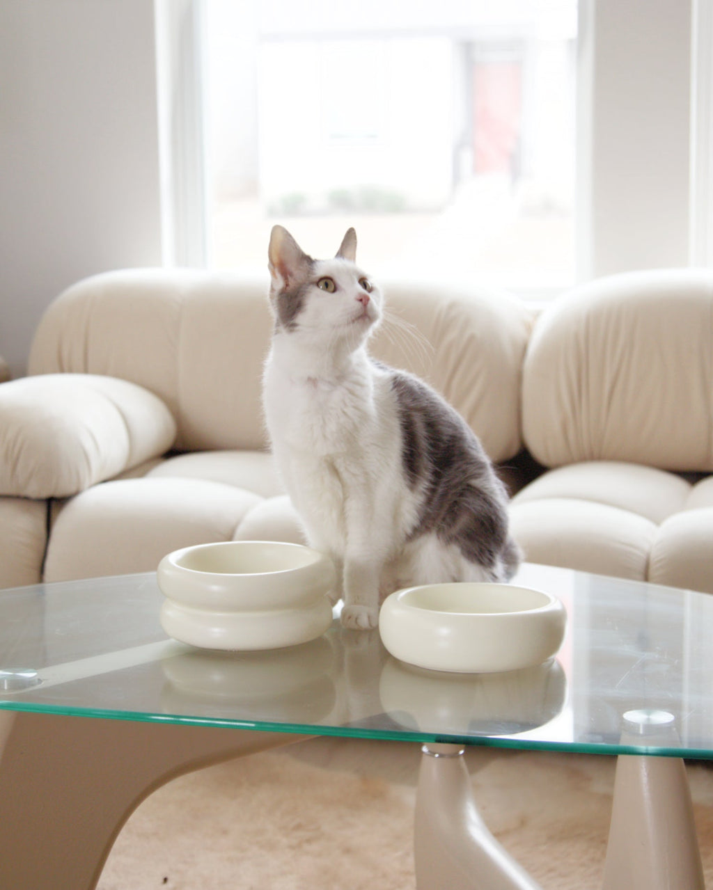 Catenary Halo Elevated Pet Bowl